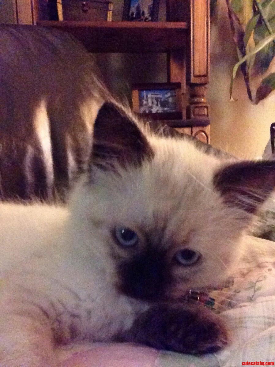 Can Anyone Tell Me What Breedmix This Kitten Might Be We Rescued Her and Are Curious.