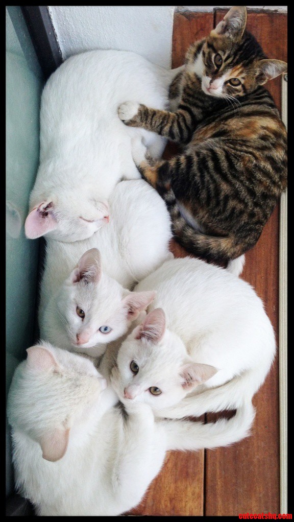 Can I Has Two Eye Colours