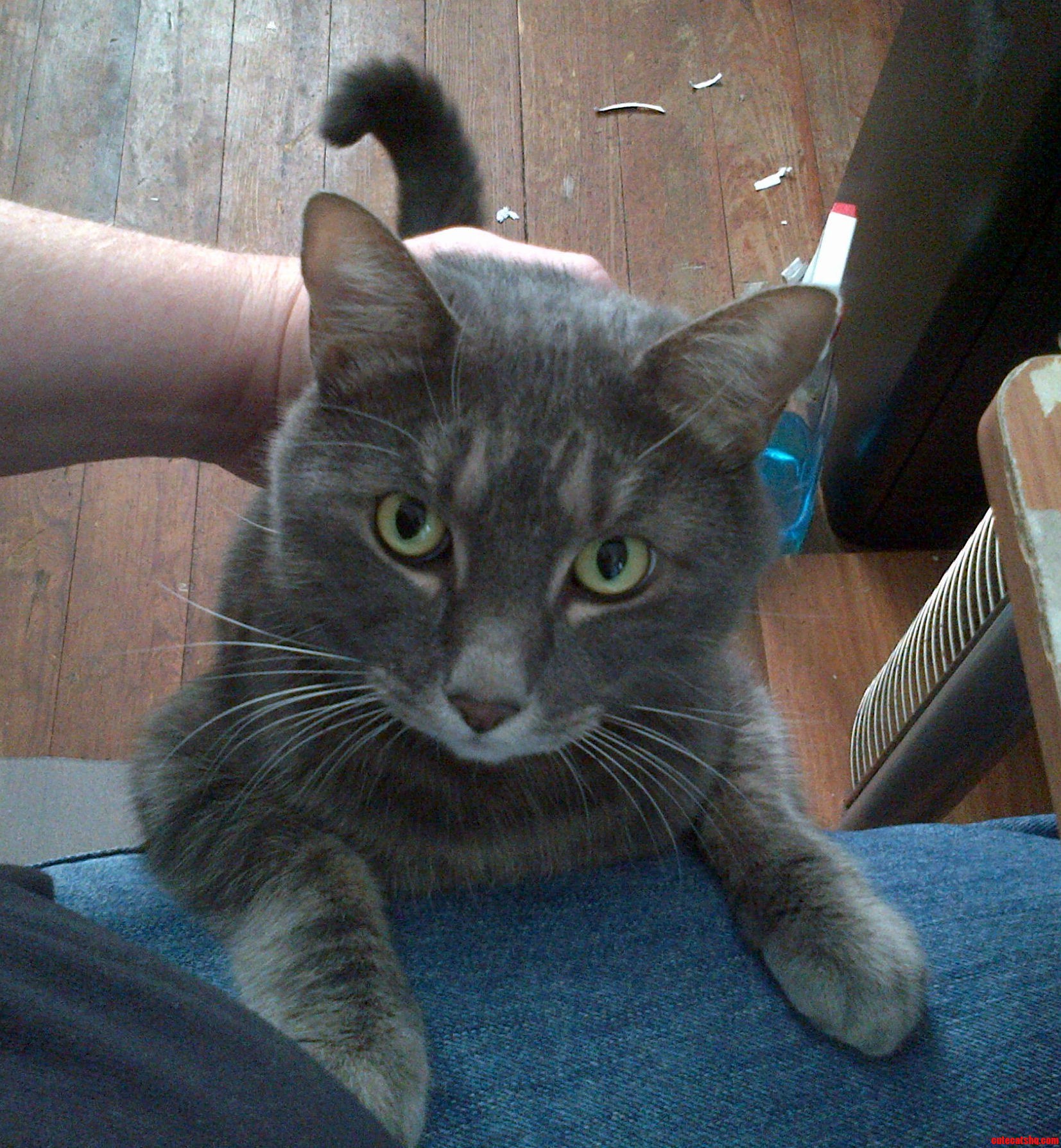 Can We Go to the Cats Sub