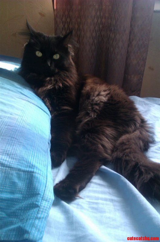 Can You Believe That This 14lbs Cat Is Afraid of Birds