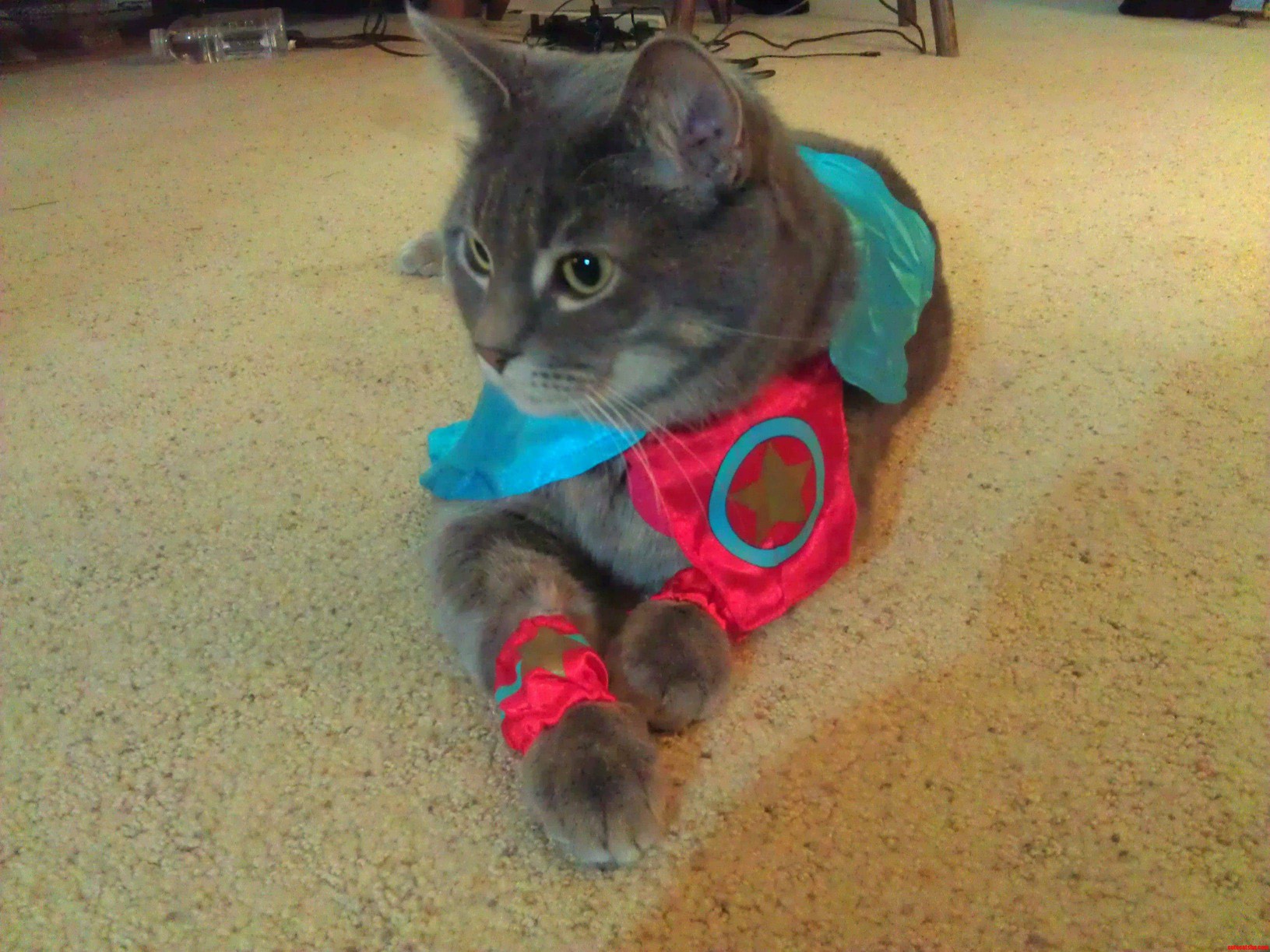 Captain Ameowica to the Rescue