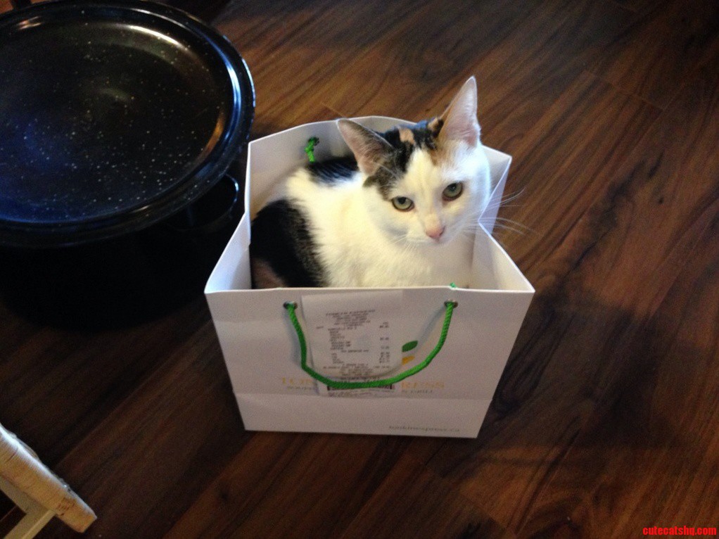 Cat-2-go
