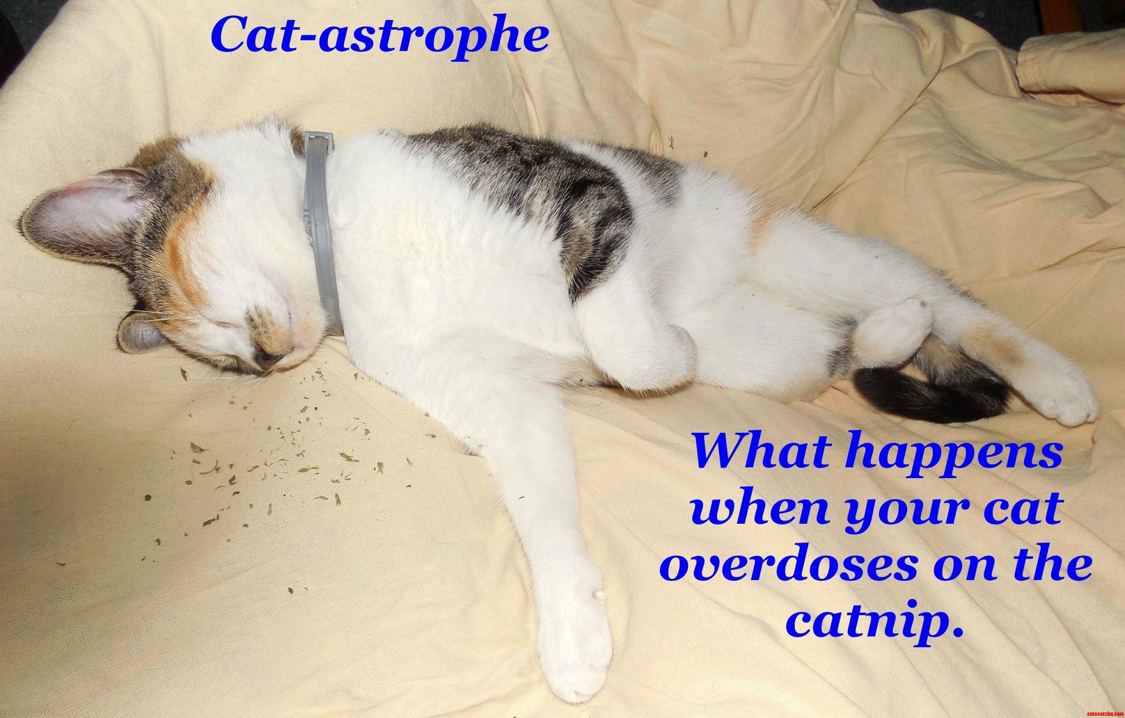 Cat-astrophe This Is a Picture of My Cat Sage