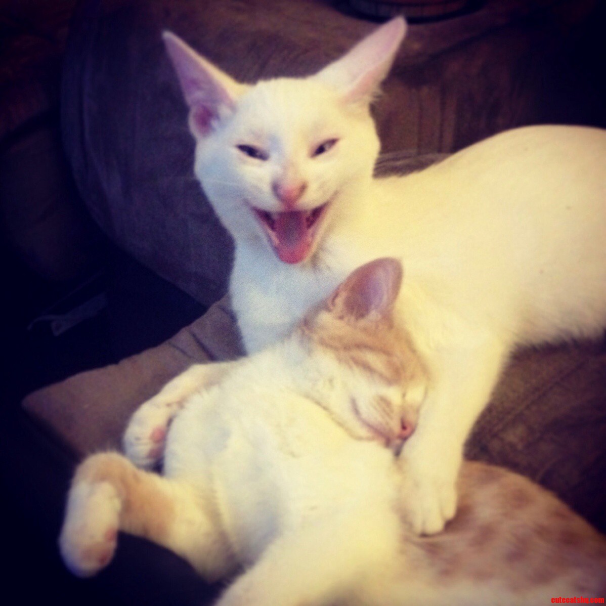 Cat Dracula Claims His Victim.