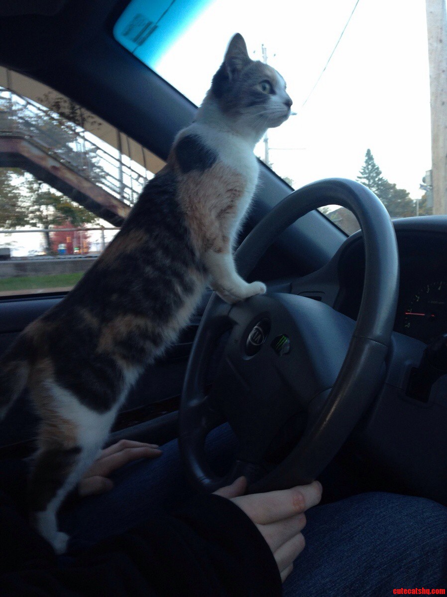 Cat Driving 101