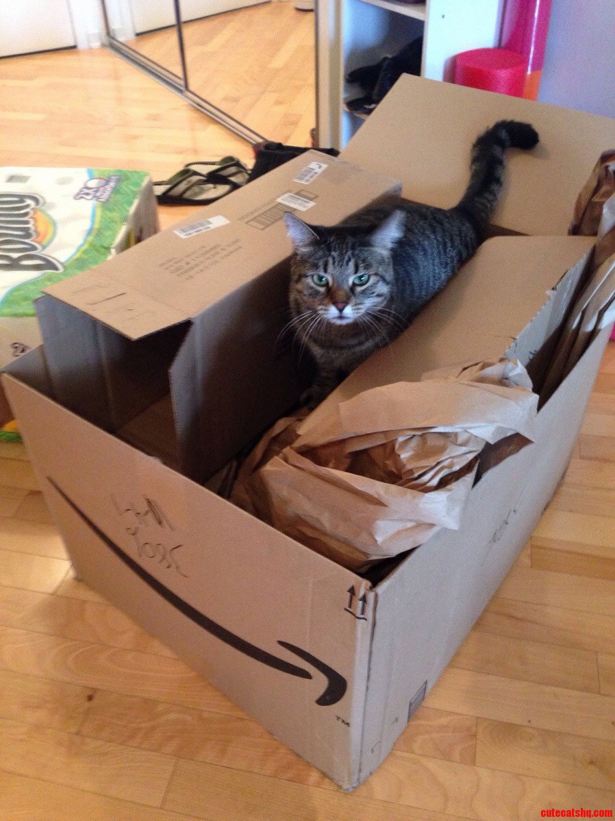 Cat Heaven Amazon Package Day