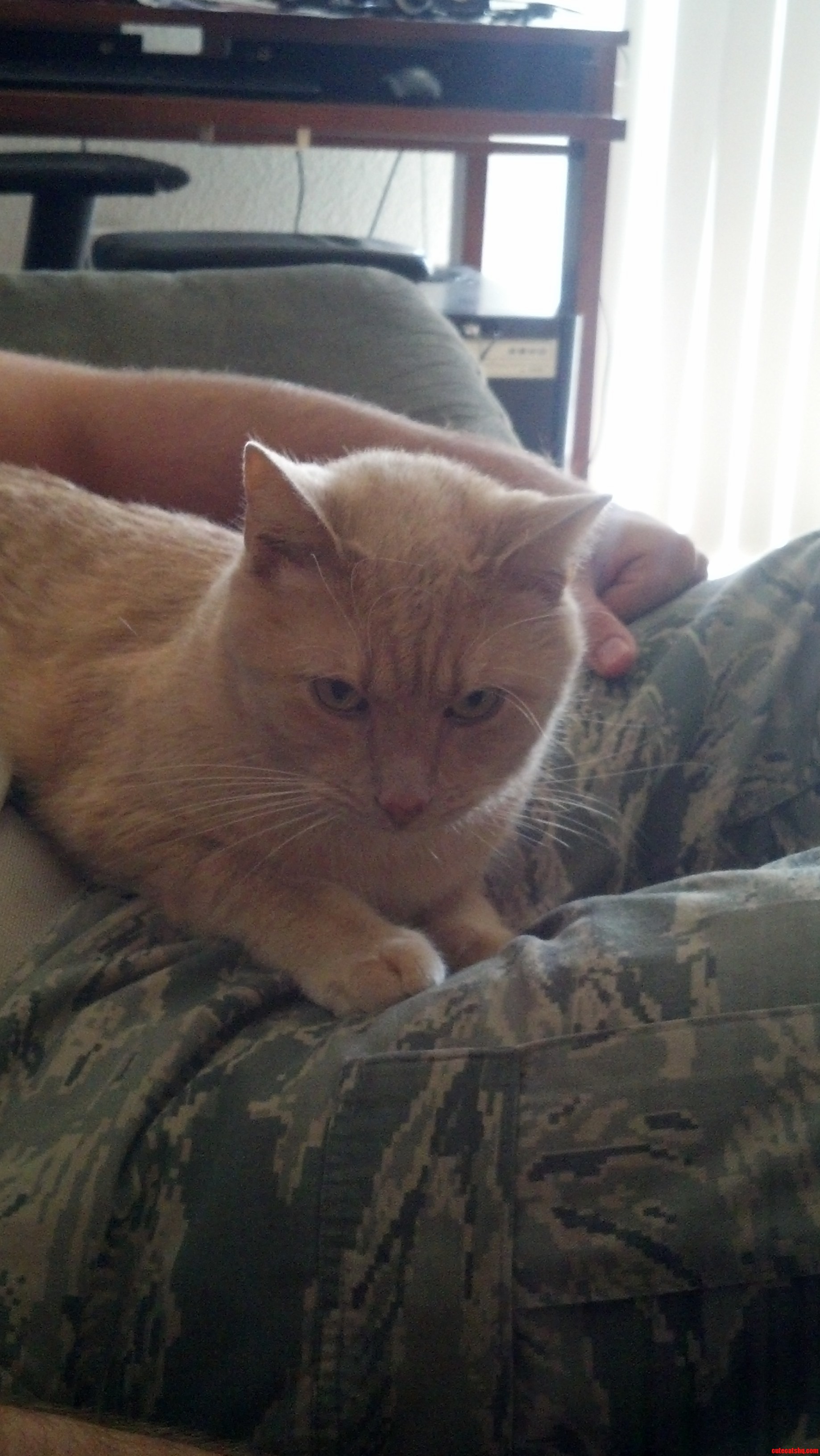 Cat Is Not Impressed with Military Love