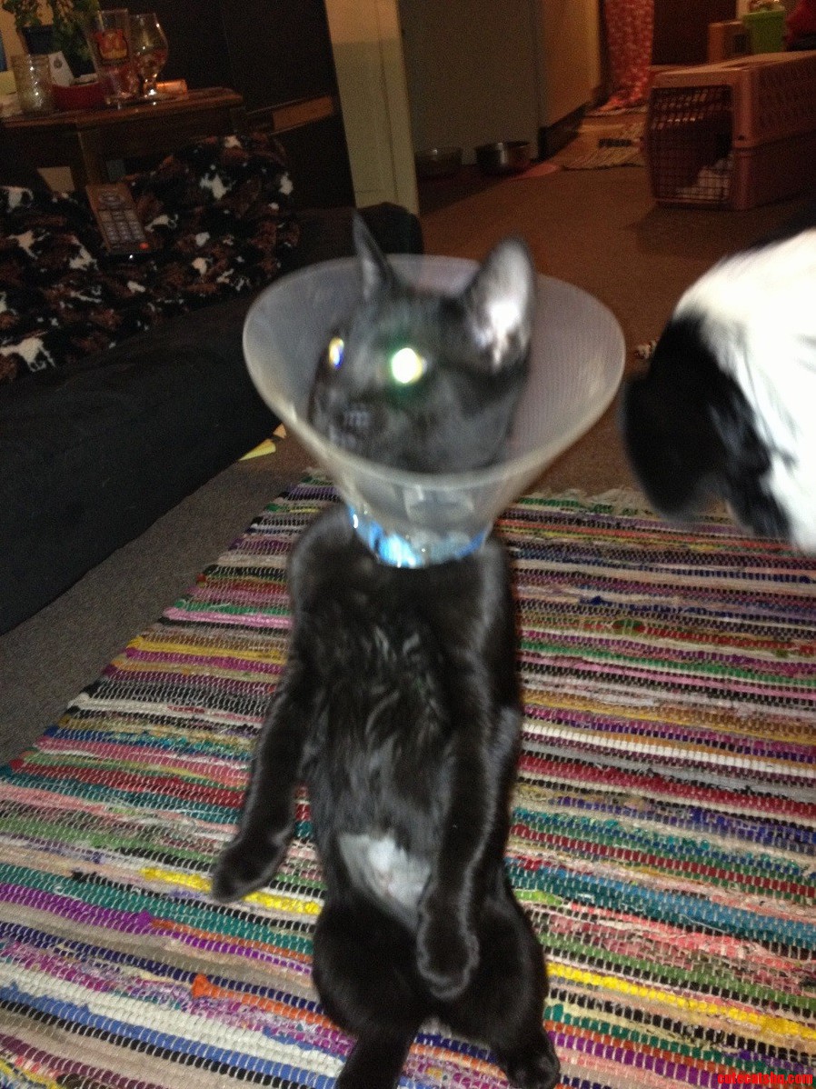 Cat Lamp