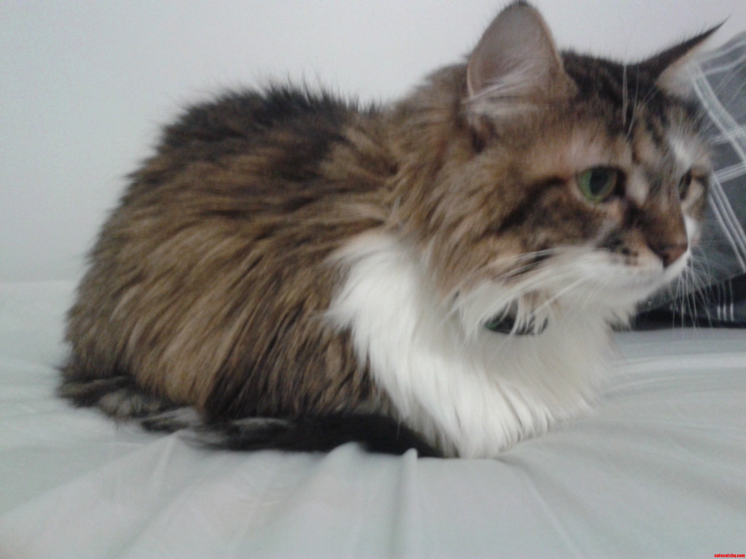 Cat Loaf