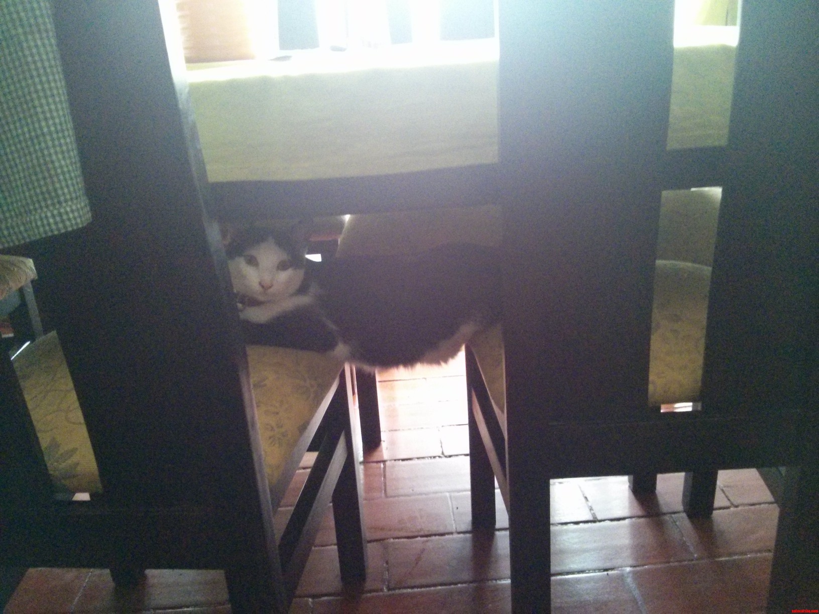 Cat Logic Sorry Im Using Both Spots