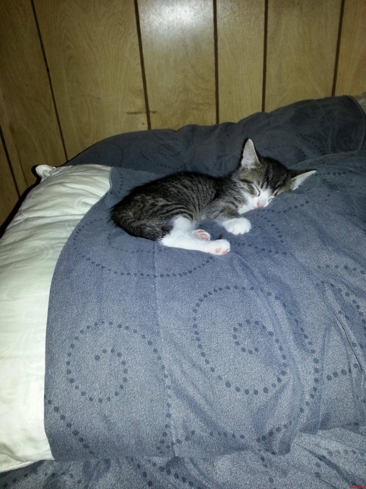Cat Nap