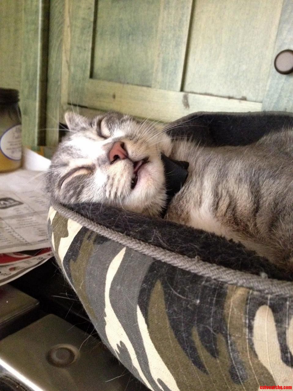 Cat Nappin .