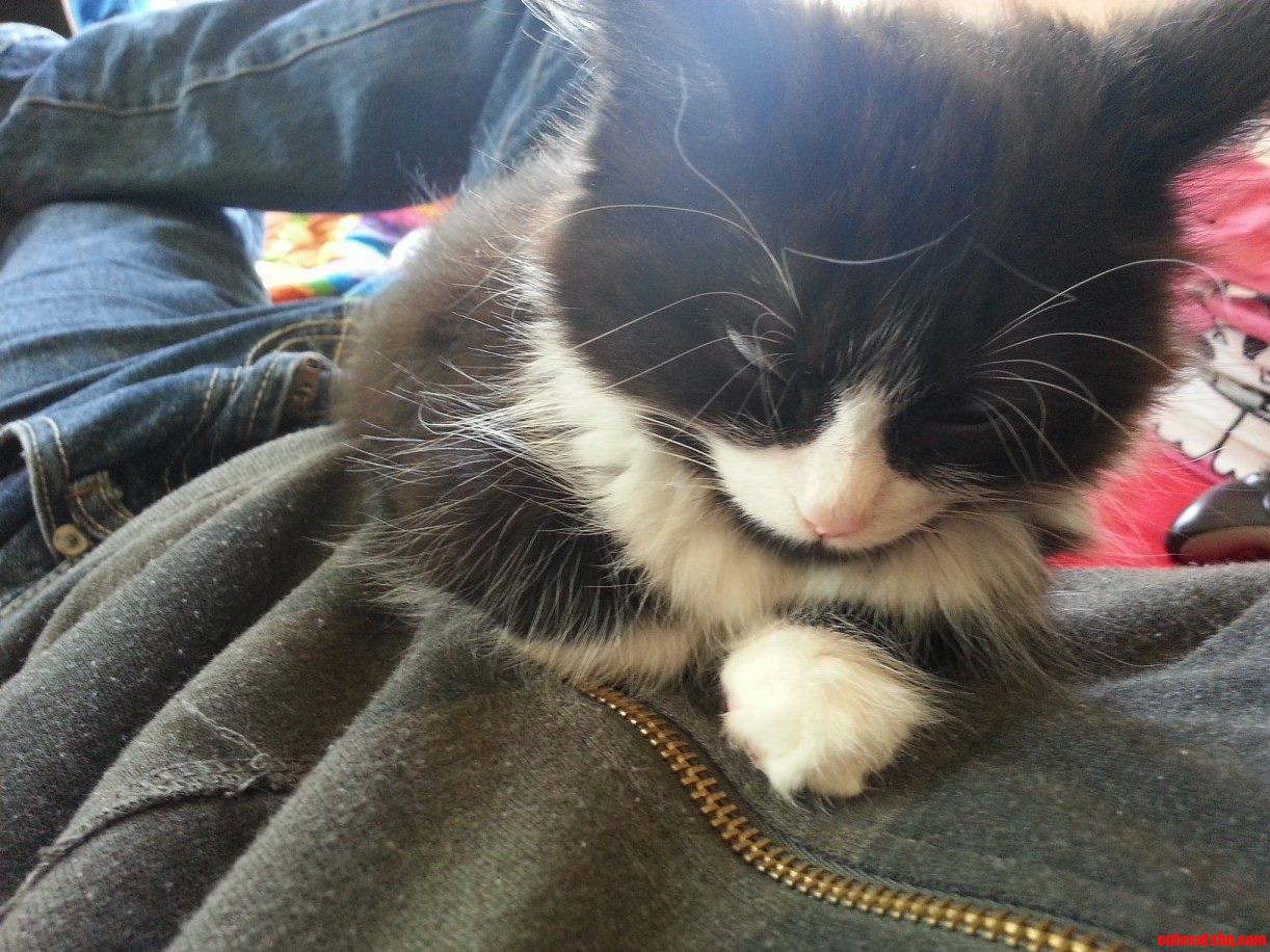 Cat Naps 3