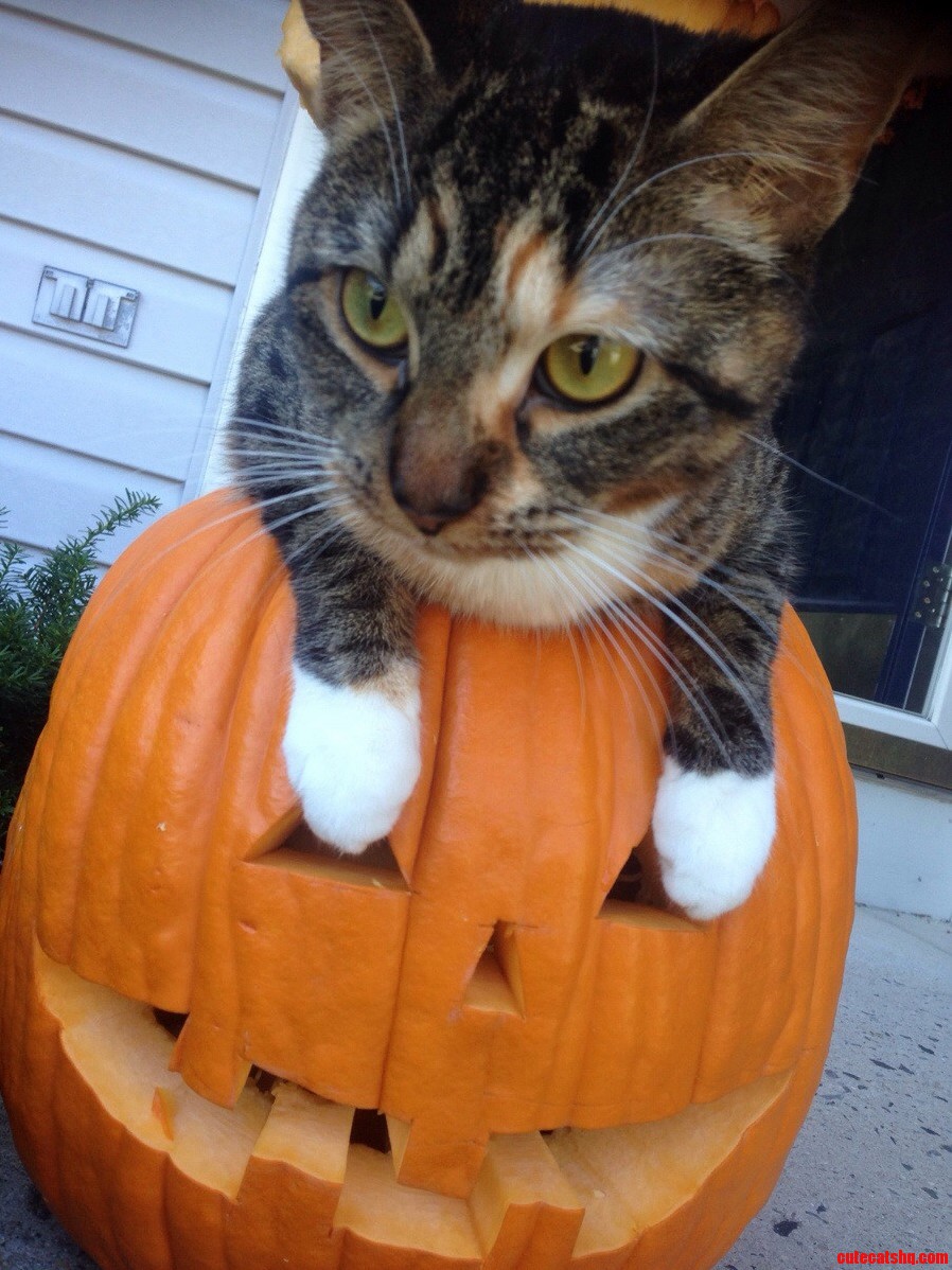 Cat-o-lantern