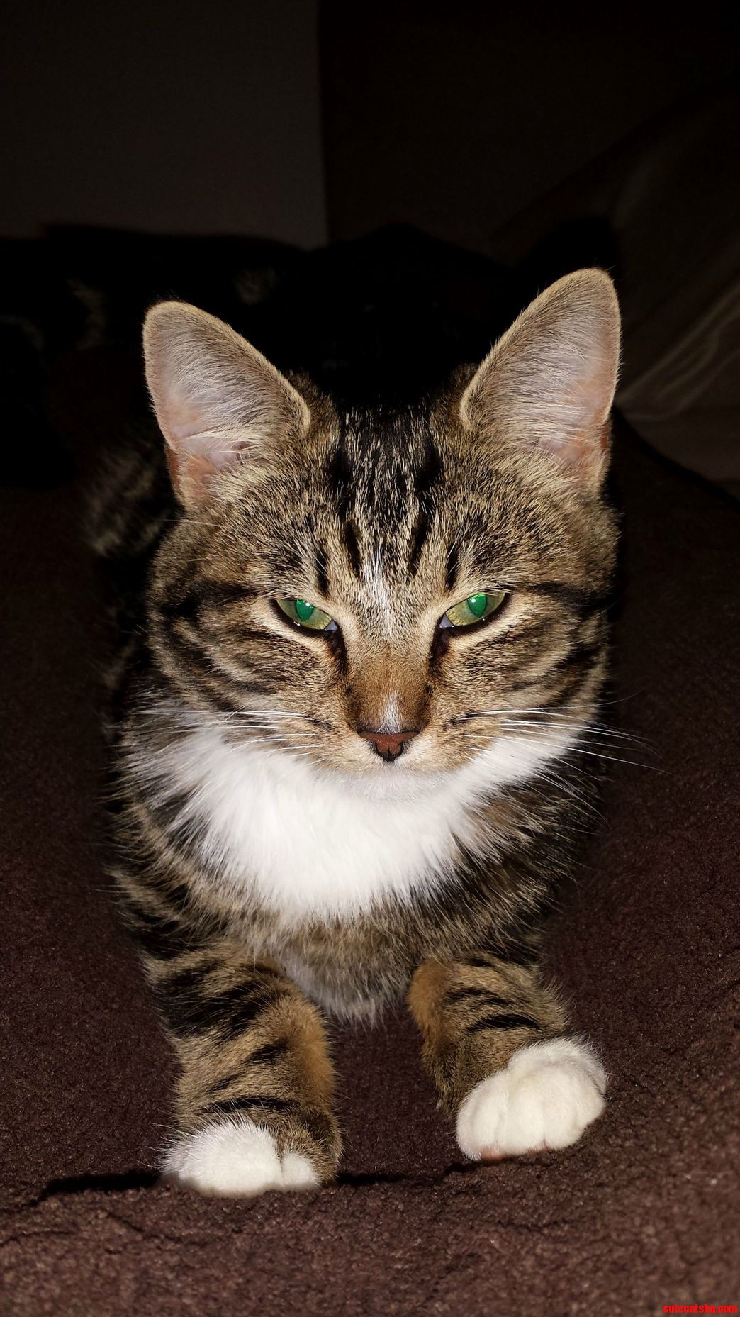 Cat Outside at Night During the Winter