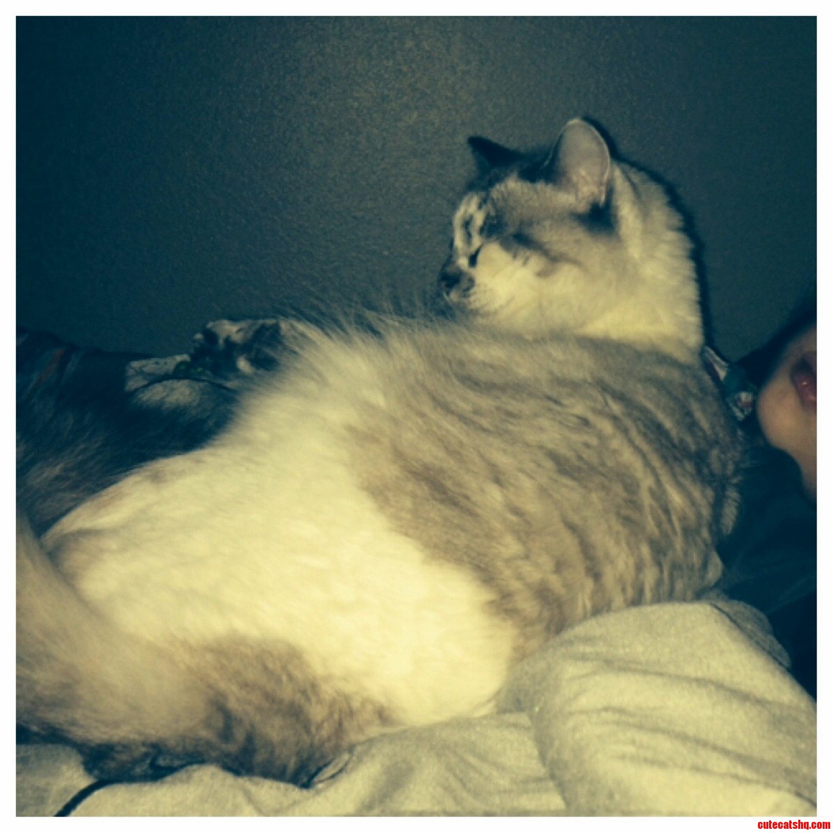 Cat Seriously Loves My Daughter