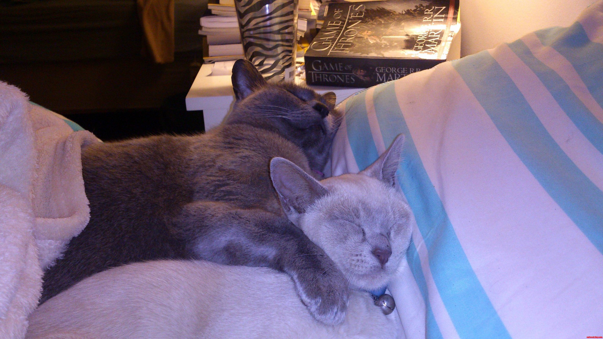 Cat Spoon