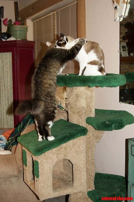 Cat Tree
