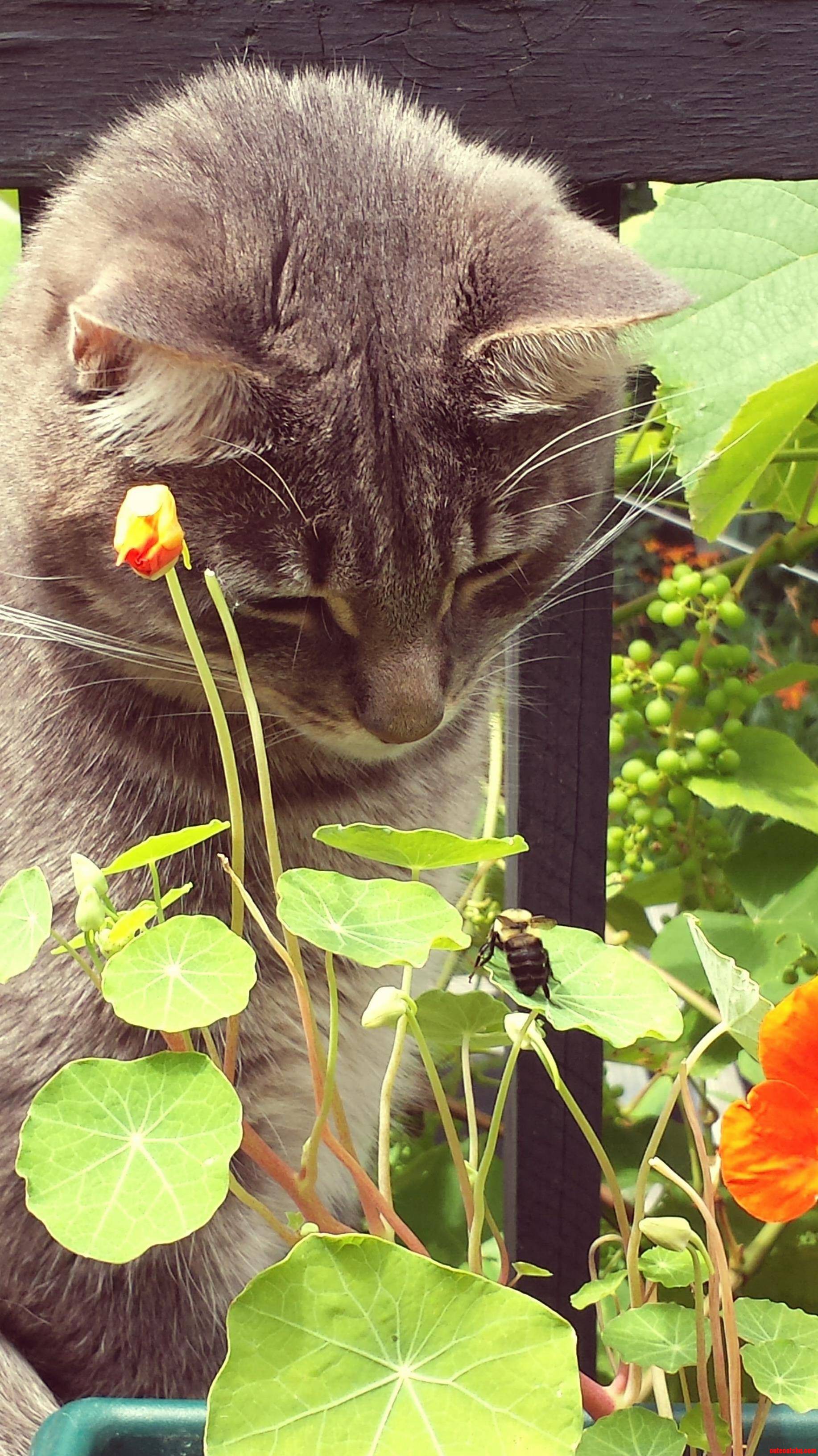 Cat Vs Bee