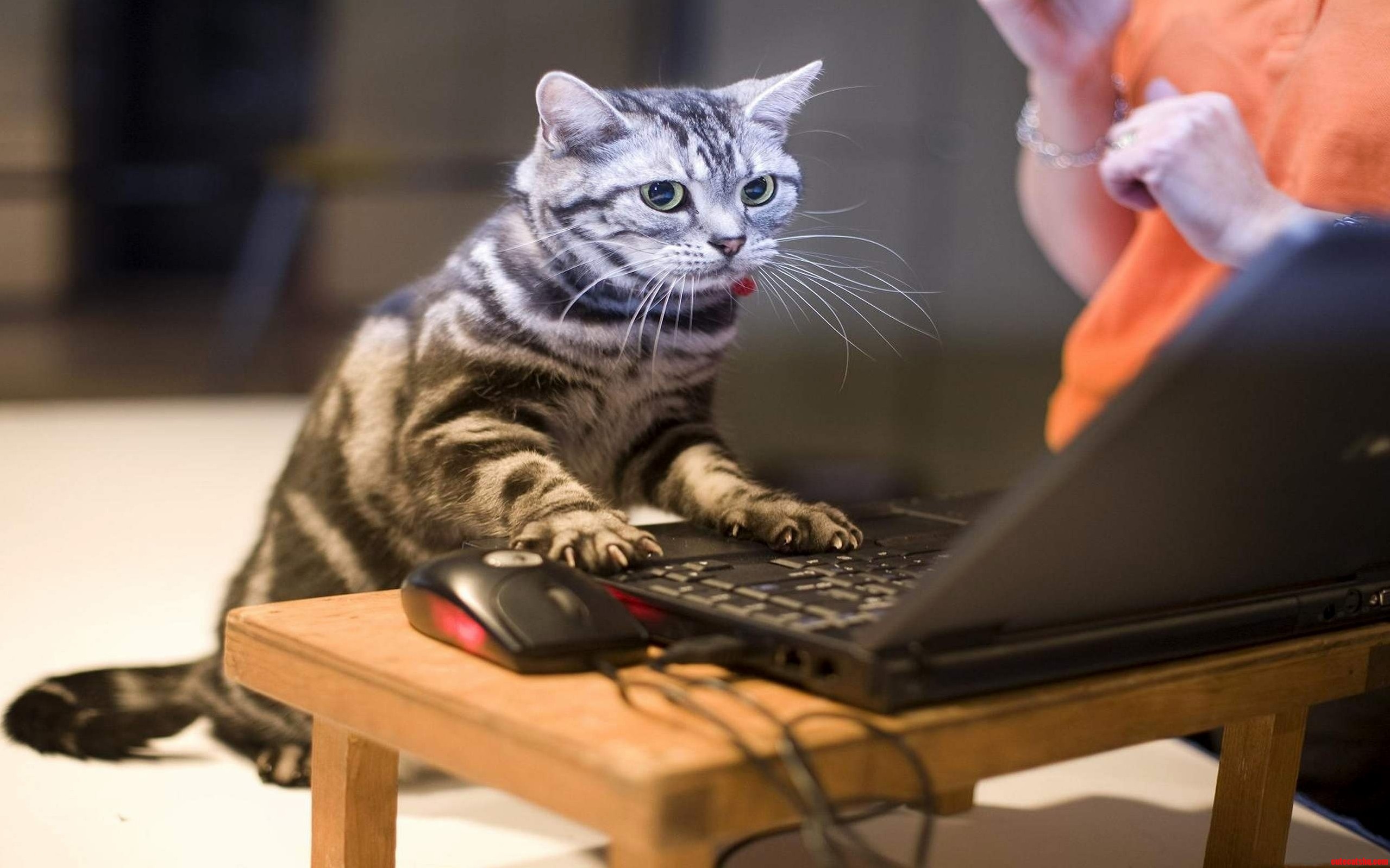 Cat Working with Computer