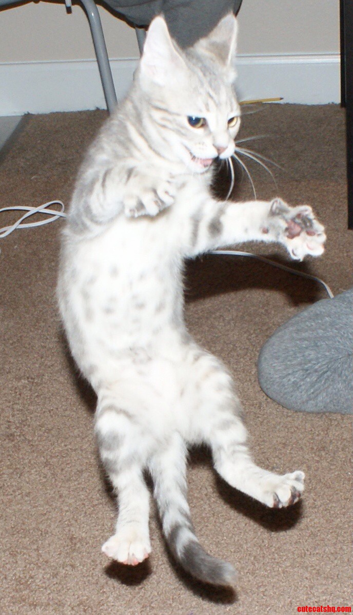 Catnip Ninja
