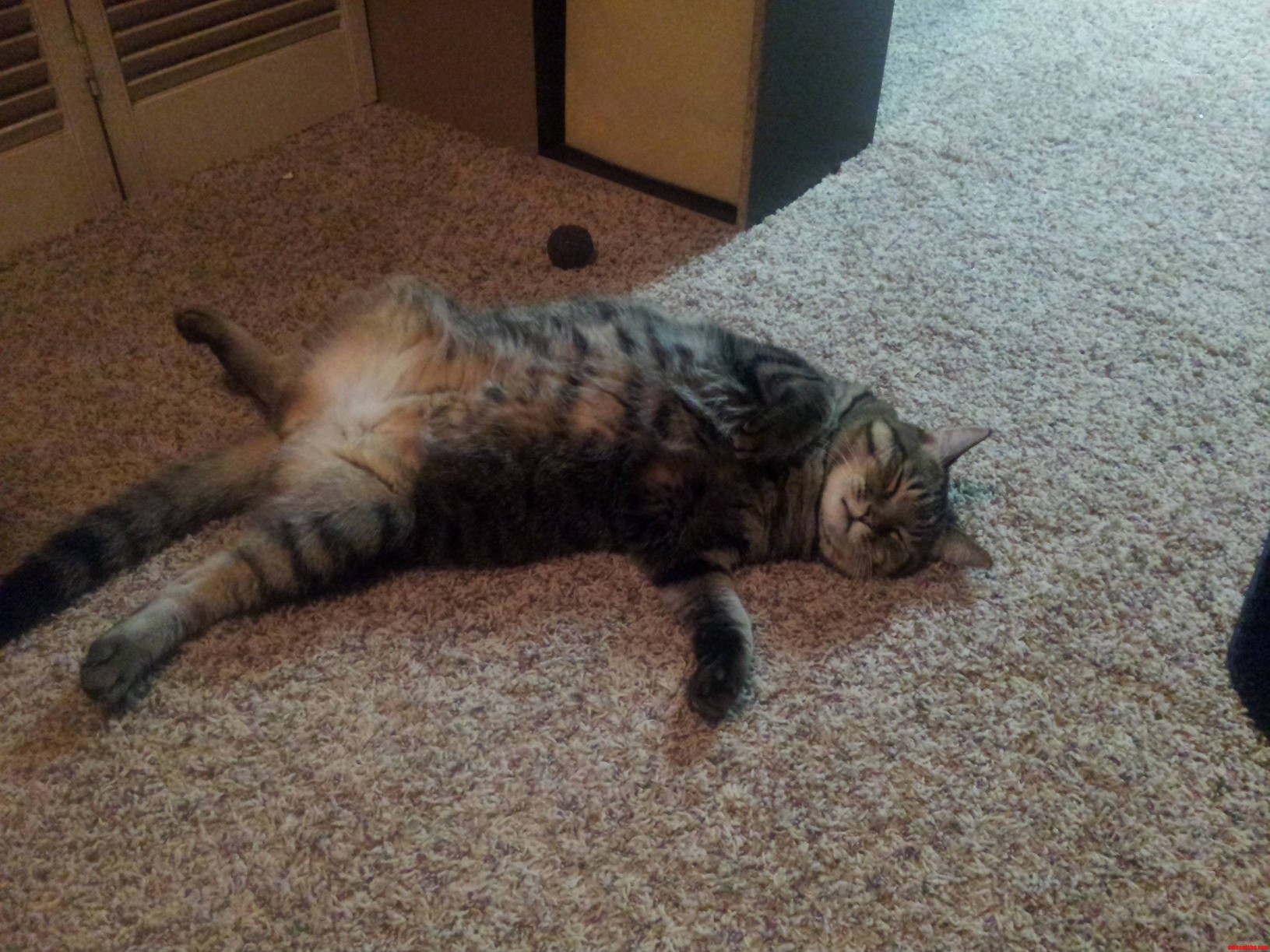 Catnip Overdose