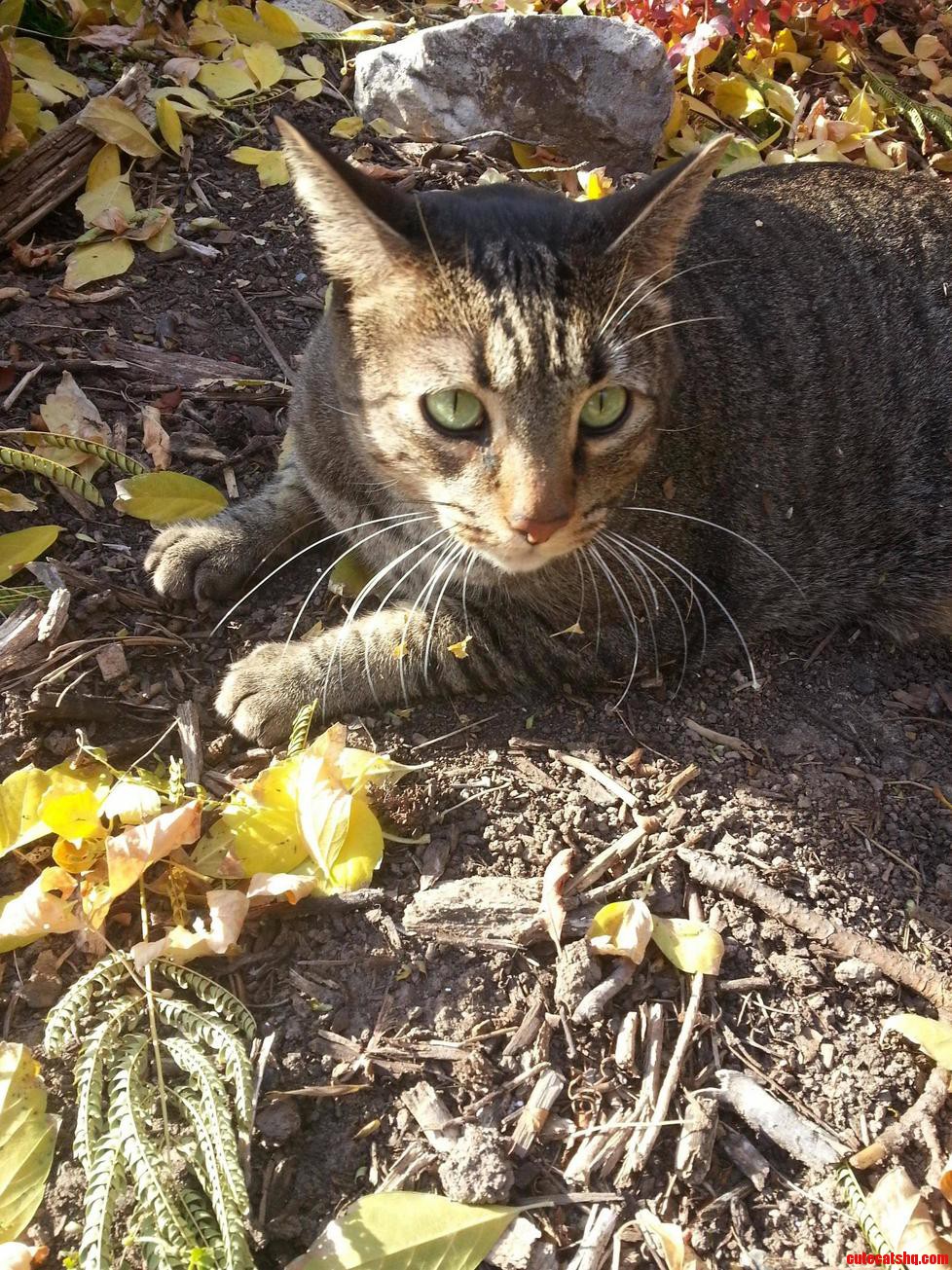 Catnips a Hell of a Drug. Meet Foxtrot.