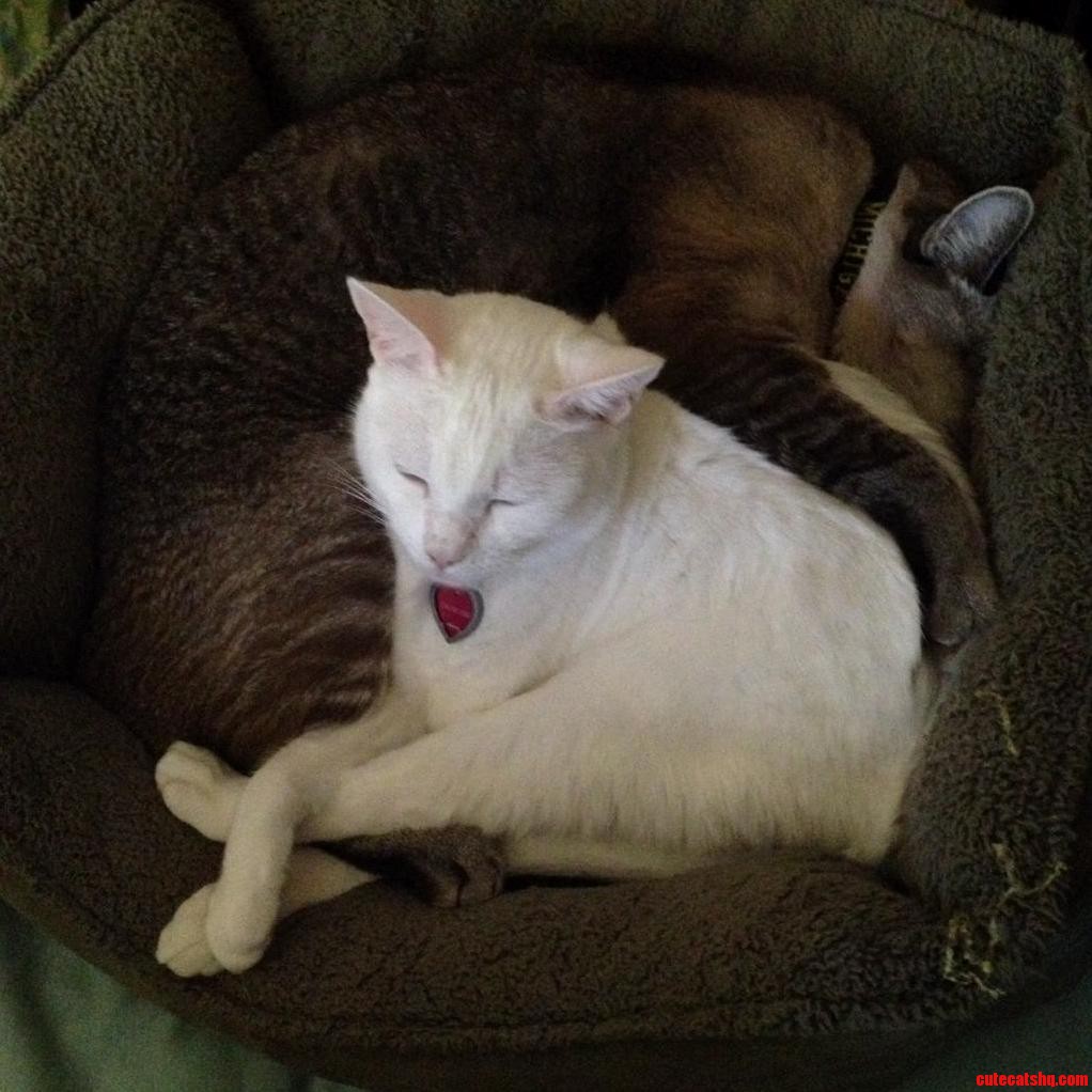 Catouflage