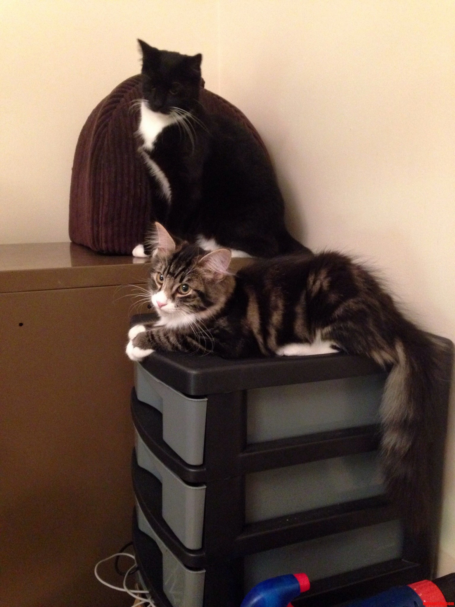 Cats Get Everywhere
