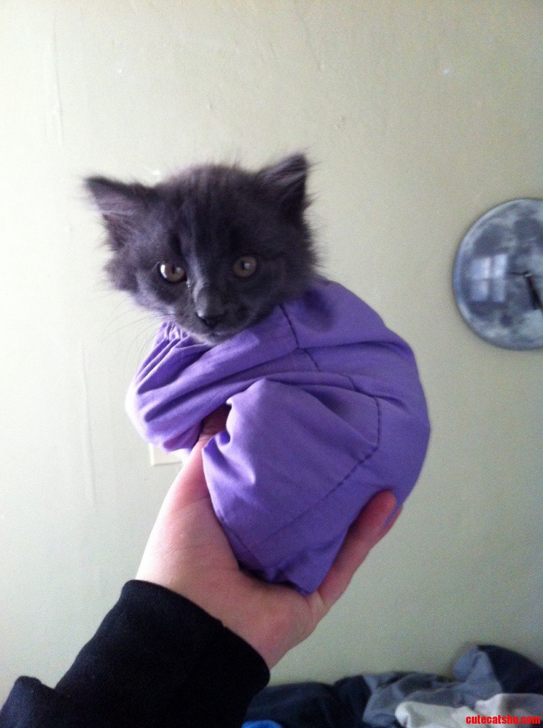 Catsac.