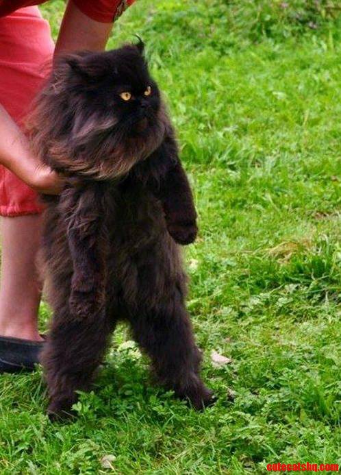 Catsquatch
