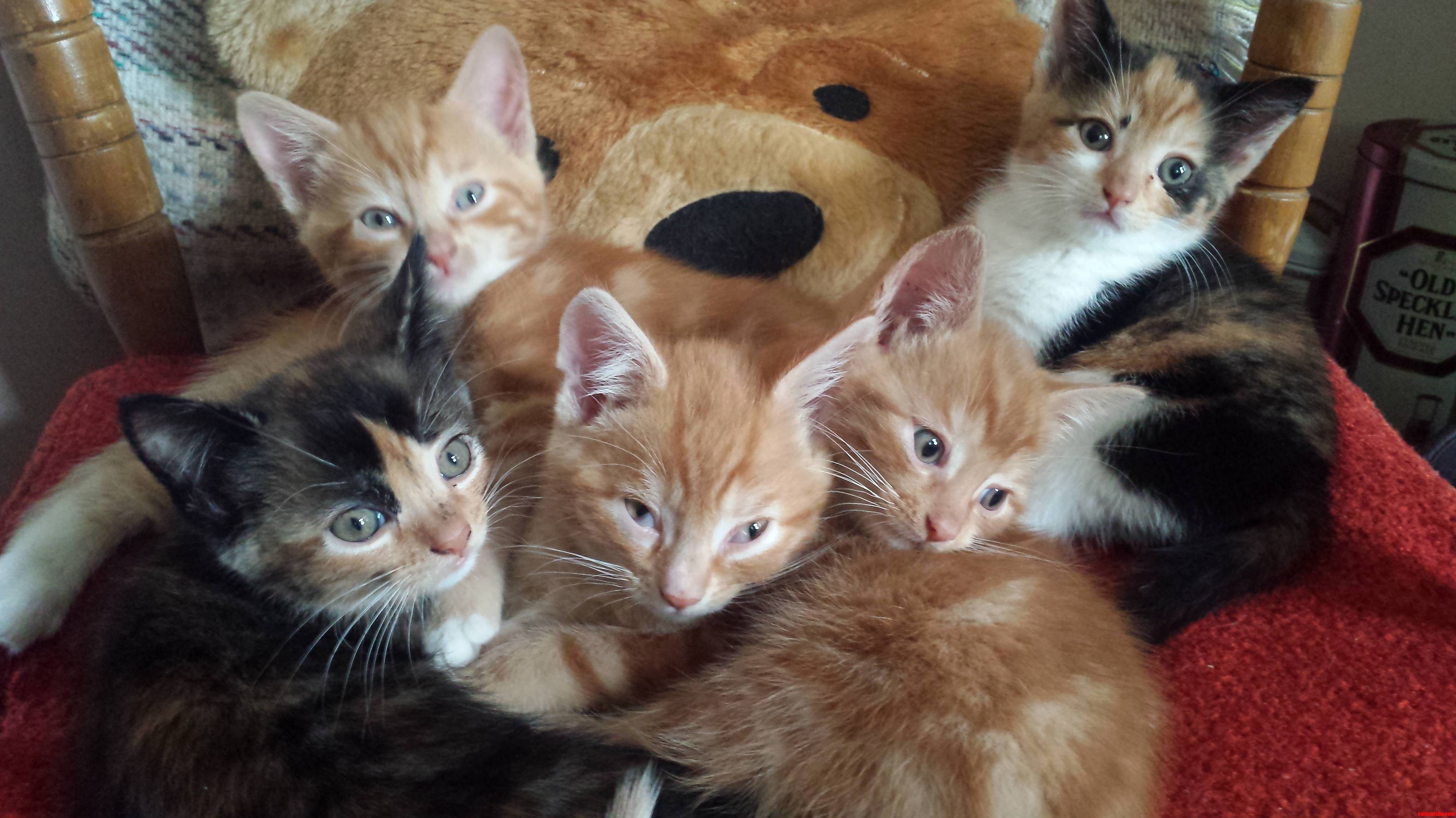Cattens. a Powerful Stinky Destructive Force of Nature.