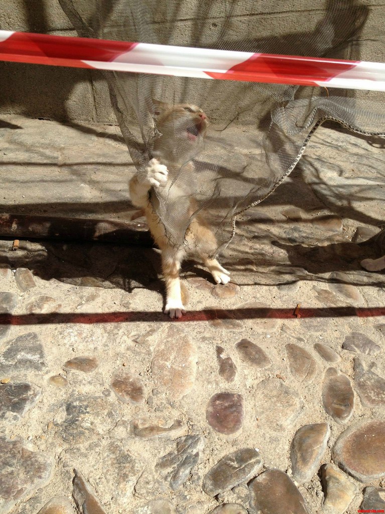 Catzilla