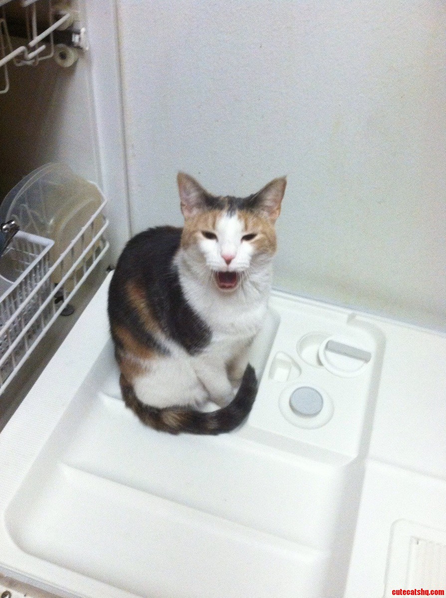 Caught at the Right Time
