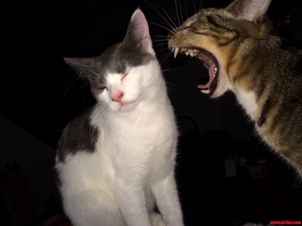 Caught in the Middle of a Yawn.