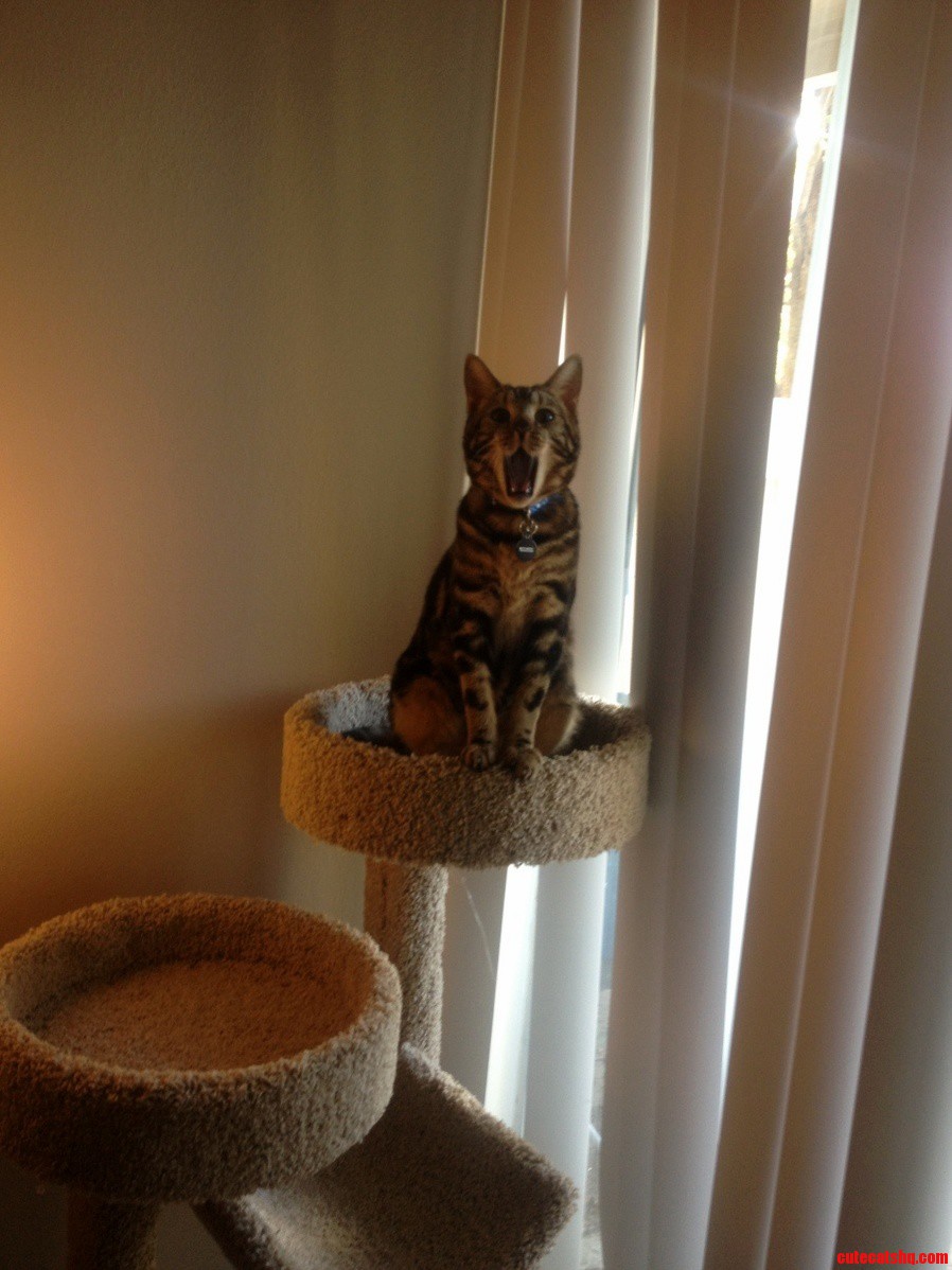 Caught Mid Yawn
