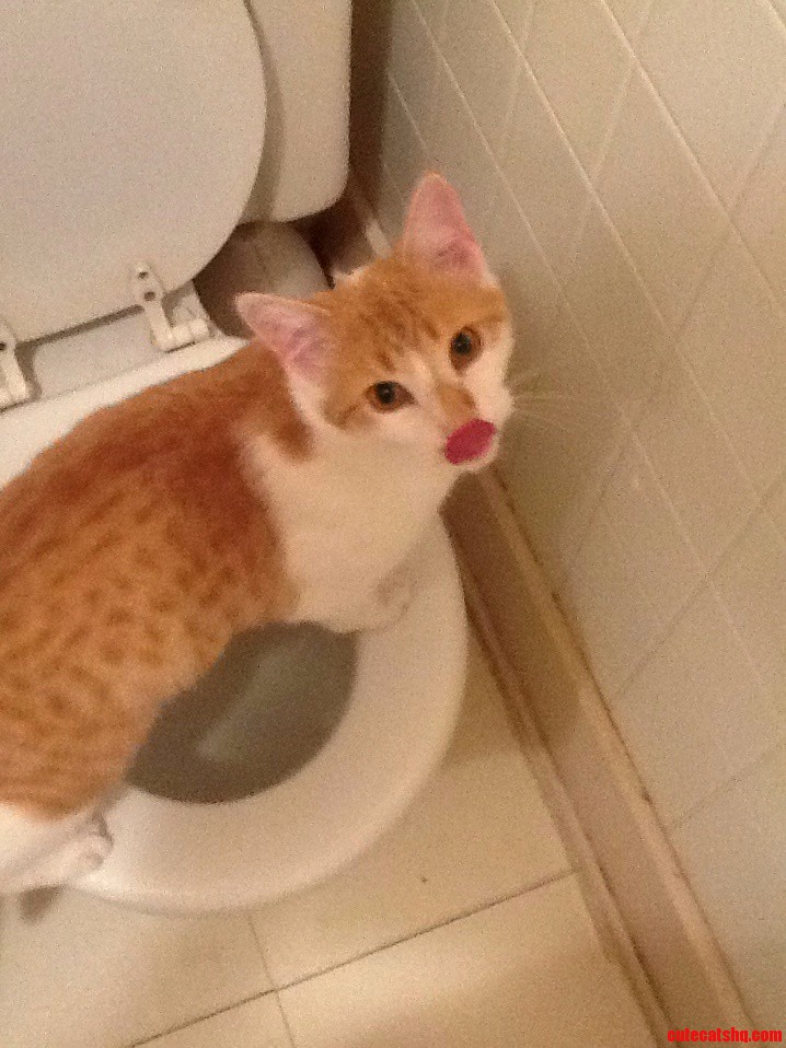 Caught This Naughty Kitty Drinking Out of the Toilet. He Seemed to Have Enjoyed It.