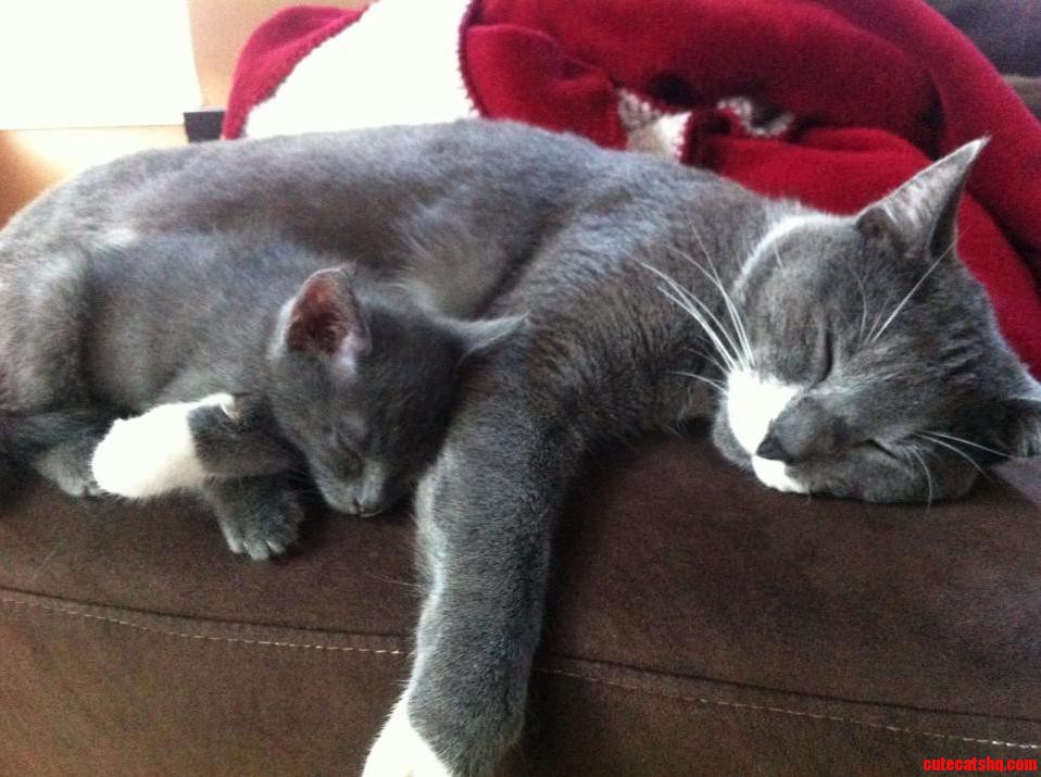 Charles Has Taken a Liking to the New Kitty Oliver.