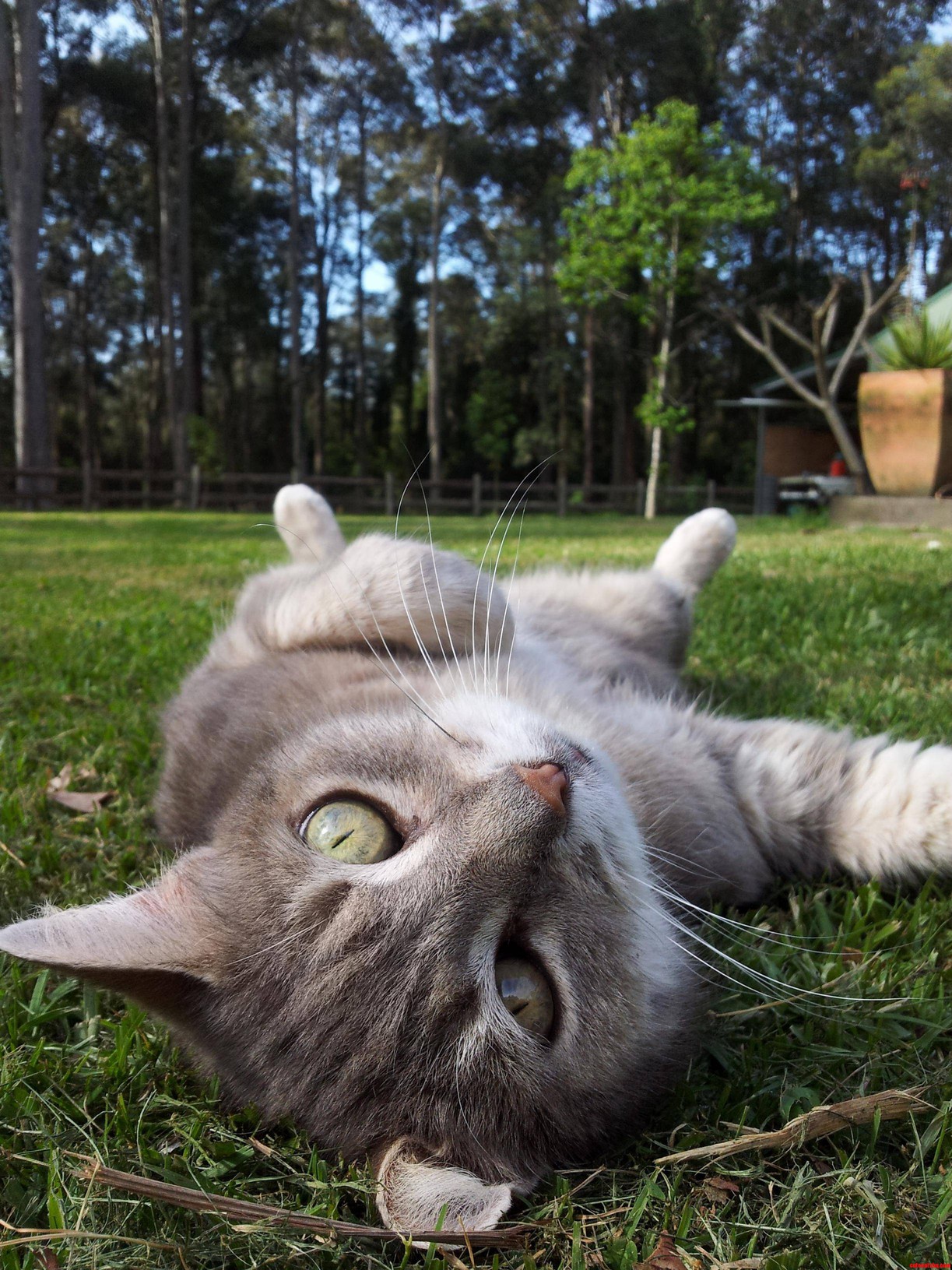 Charlie Enjoying the Outdoors