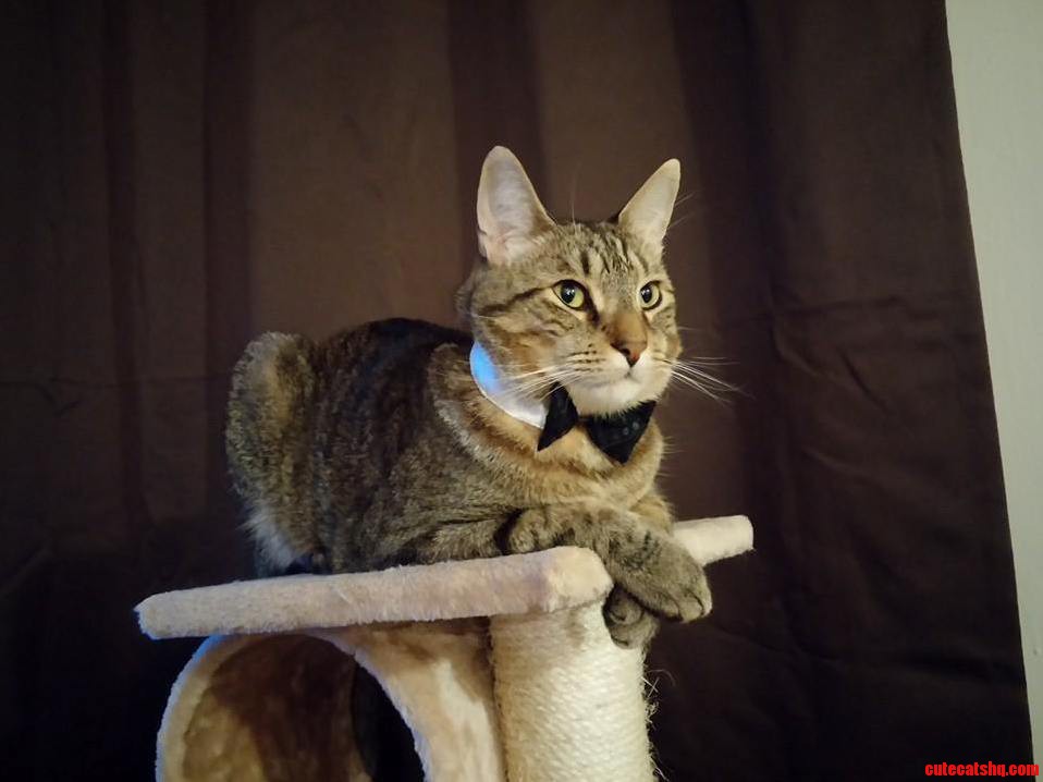 Chester Is Ready to Host Thanksgiving. Gentleman Cat Style.