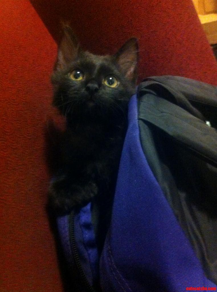 Chilling in My Backpack