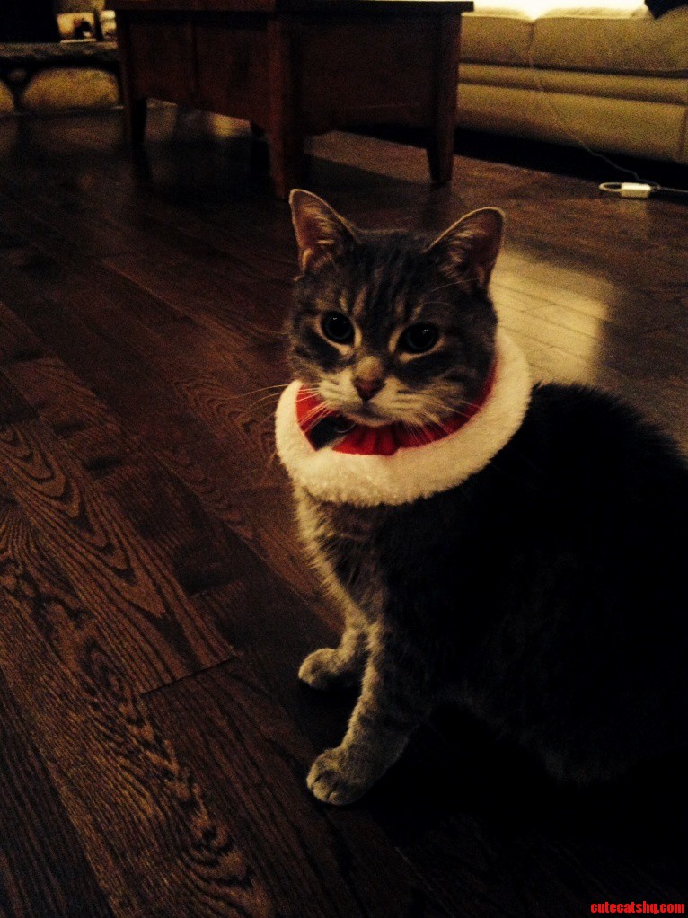 Christmas Kitty