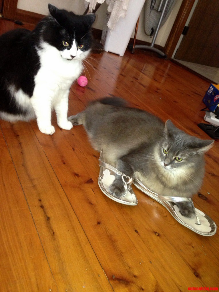 Churchill Wearing My Flip Flops and Cleo Looking Ashamed