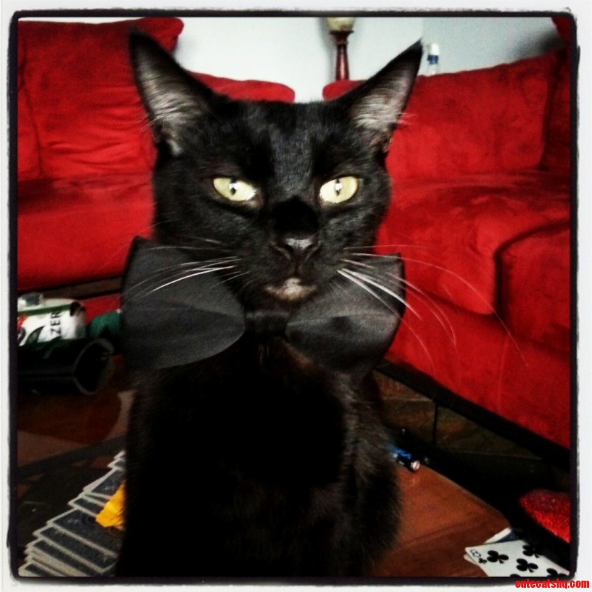 Classy Cat