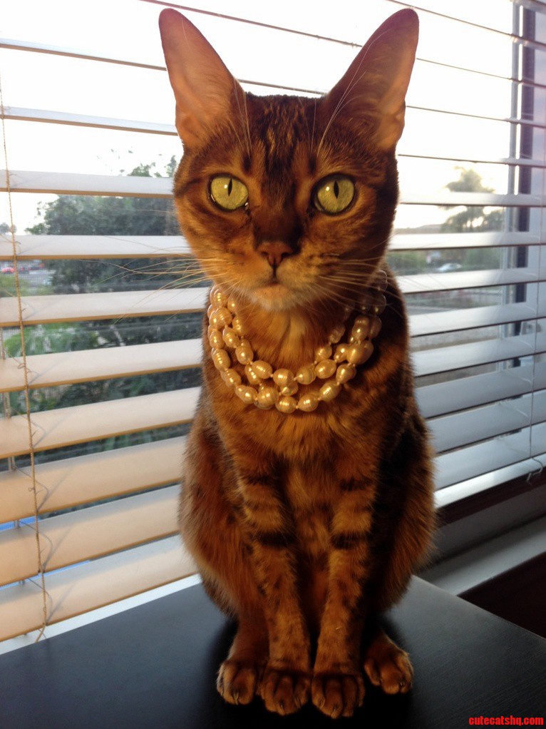 Classy Kitty