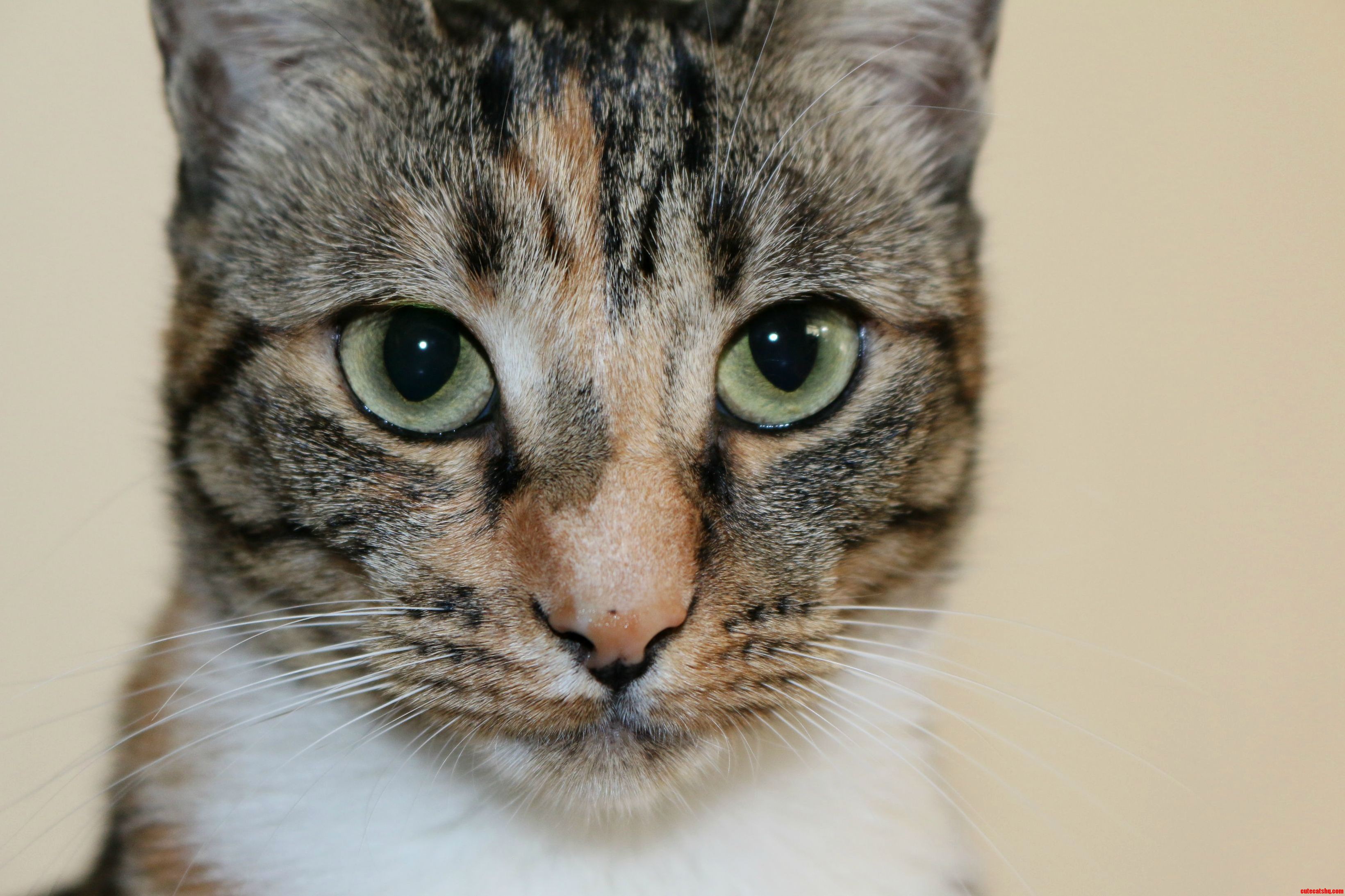 Closeup of My 2 Year Old Tortietabbycalico Girl Mouse.
