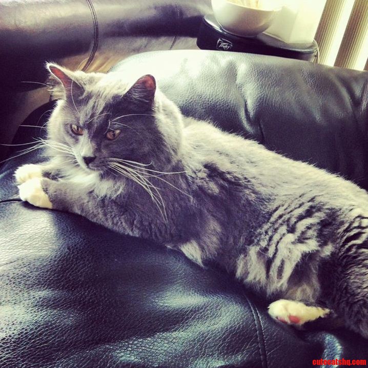 Could You Help Me Determine My Cats Breed