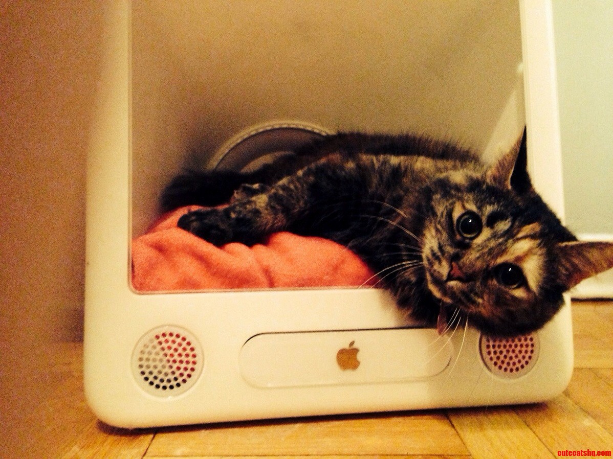 Couldnt Afford a Cat House So I Made Her This