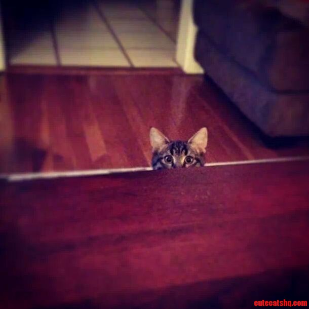 Creepin . My Friends Cat While She Was Eating.