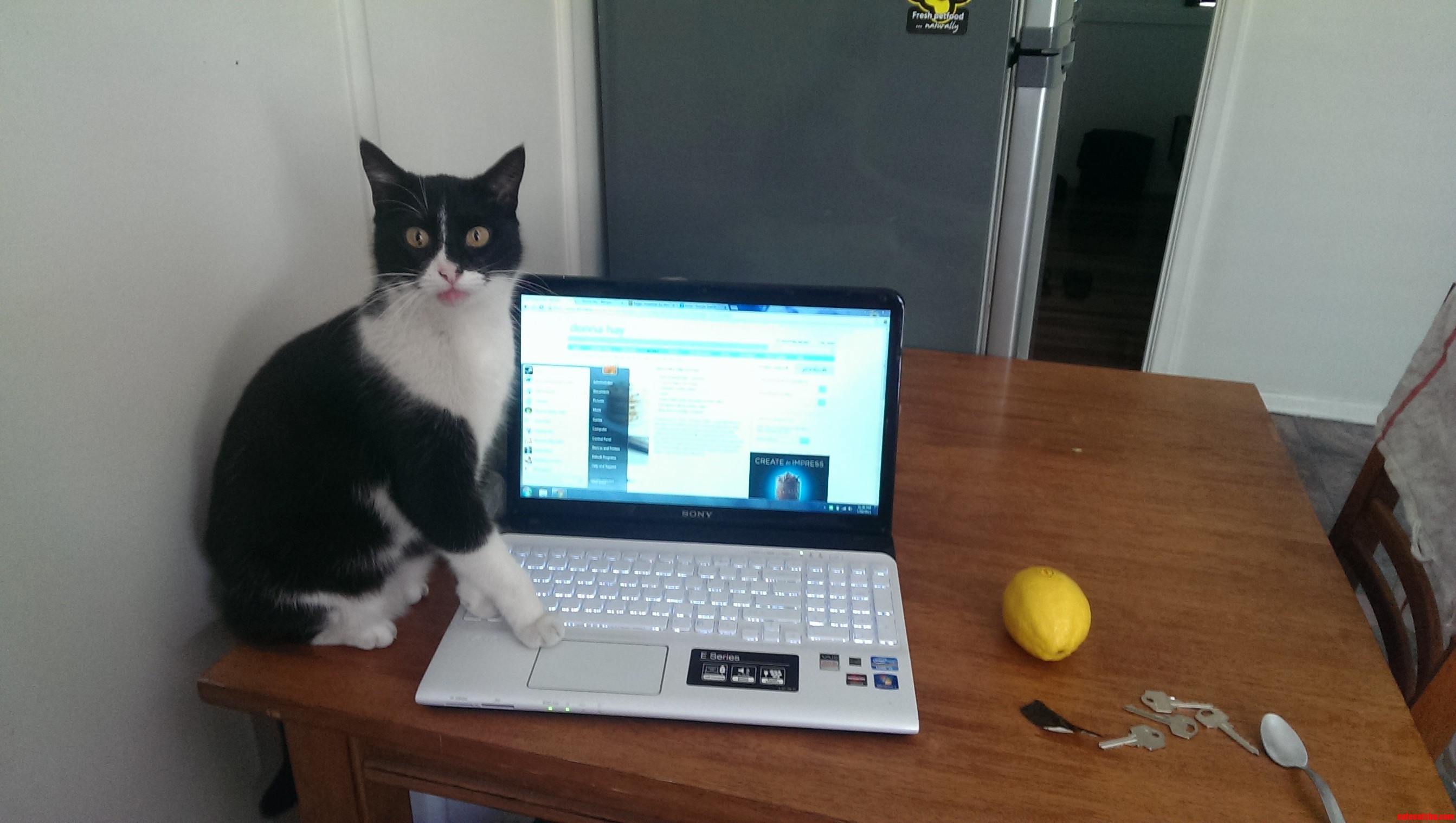 Ctrl Alt Meow